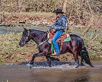 team-driving-fell-pony