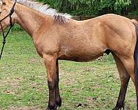 native-costume-appendix-horse
