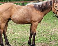 rodeo-pi-appendix-horse