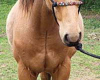 buckskin-rodeo-pi-horse
