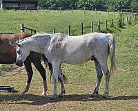 easy-to-load-arabian-horse