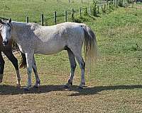 good-mind-arabian-horse