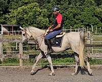 gorgeous-grey-arabian-horse