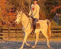 jazz-arabian-horse