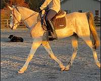 all-around-arabian-horse