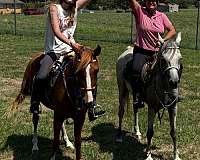 and-willing-arabian-horse