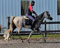 arabian-horse
