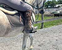 arabians-horse