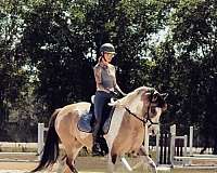 tobiano-westphalian