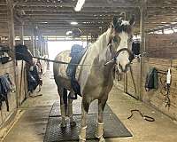 best-westphalian-horse