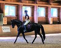 usdf-draft-mare