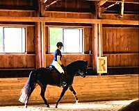 usdf-percheron-mare