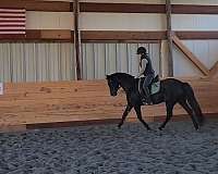 usdf-draft-horse