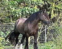 island-gypsy-vanner-horse