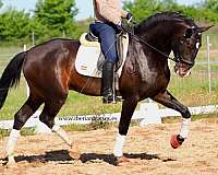 lusitano-horse