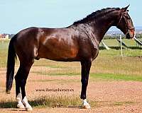 bay-lusitano-horse