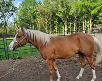 palomino-horse-for-sale