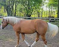 palomino-horse