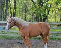 palomino-stallion
