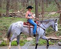 athletic-appaloosa-horse