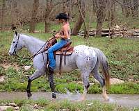 beginner-appaloosa-horse