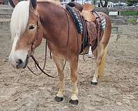 therapy-haflinger-horse