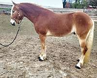 15-hand-haflinger-horse