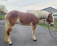 15-hand-haflinger-gelding