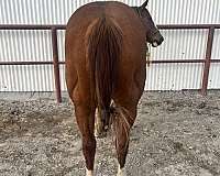 been-there-done-that-paint-horse