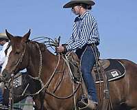 paint-gelding