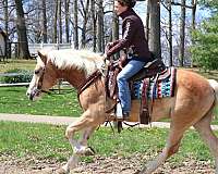 driving-haflinger-horse