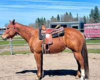chestnut-aqha-mare