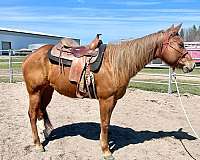 chestnut-quarter-horse-mare
