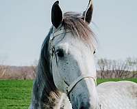 friendly-percheron-horse