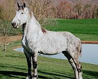 stable-percheron-horse