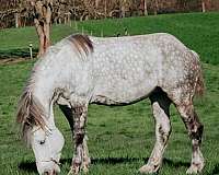 used-percheron-horse