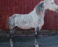 very-tall-mare