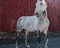 dappled-horse