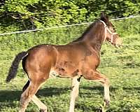 dark-bay-appaloosa-horse