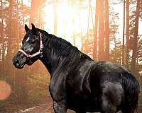 fair-appaloosa-horse