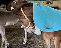 leopard-appaloosa-draft-horse