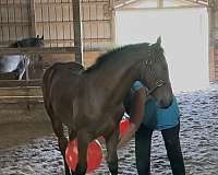 creek-appaloosa-horse