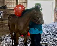 far-appaloosa-horse