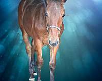 pedestal-appaloosa-horse