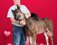 percheron-appaloosa-horse