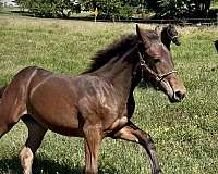 percheron-cross-filly