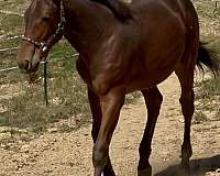loading-appaloosa-horse