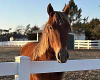 started-under-saddle-trained-mustang-horse