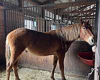 started-under-saddle-trained-gelding