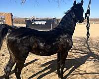 arabian-colt
